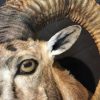 Recently stuffed head of a beautiful mouflon