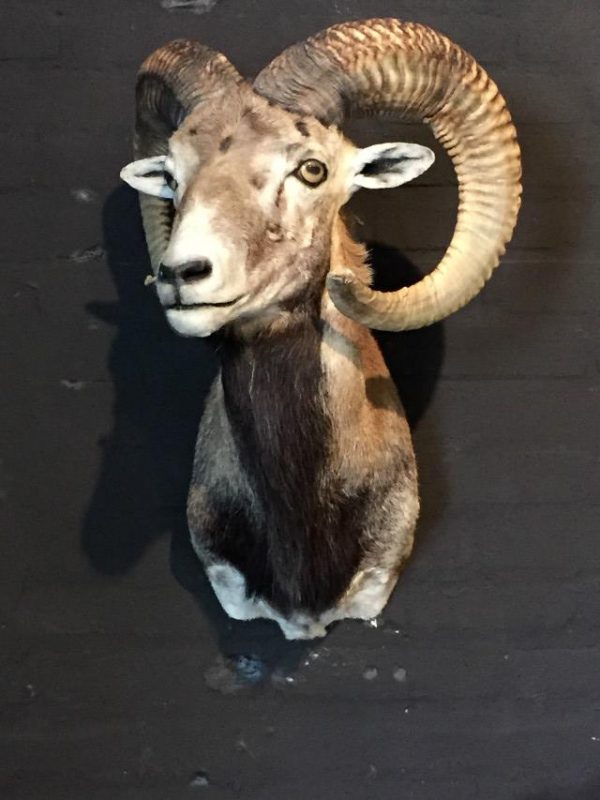Recently stuffed head of a beautiful mouflon