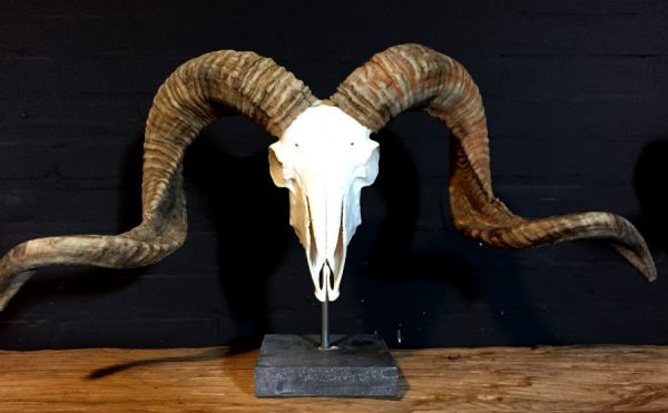 Huge skull of a ram and stone base.