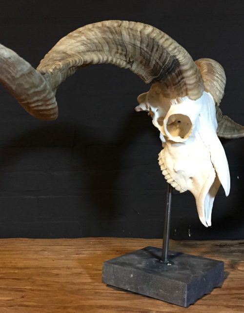 Huge skull of a ram and stone base.