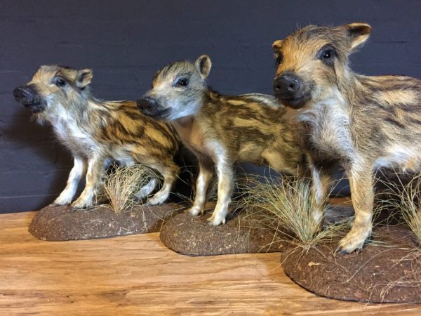 Recently stuffed wild boars