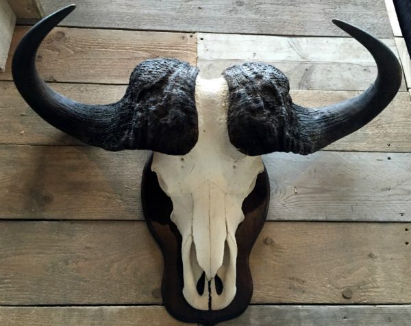 Beautiful and very heavy skull of a Cape buffalo bull