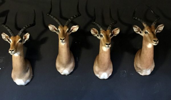 Nieuwe opgezette koppen van impala's