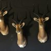 New stuffed heads of impalas