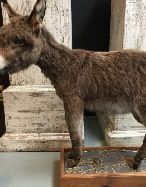 Very nice stuffed donkey foal. The donkey is very well preserved and stands on a wooden panel w