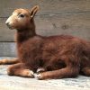 Very nice stuffed donkey foal. The donkey is very well preserved and stands on a wooden panel w