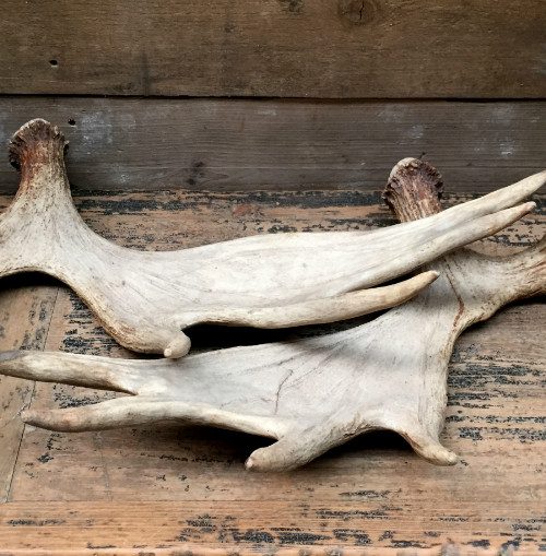 Antlers of a moose