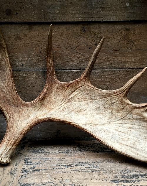 Heavy moose antler