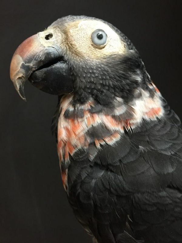 Opgezette grijze roodstaart papagaai