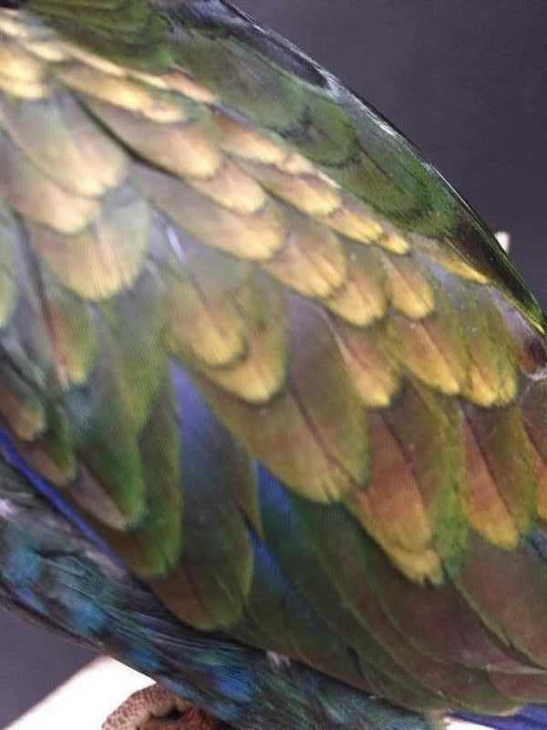 Recentley stuffed bronze winged parrot