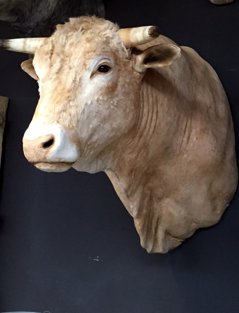 Stuffed head of a colossal bull.