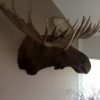 Huge stuffed head of a Canadian moose