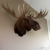 Huge stuffed head of a Canadian moose