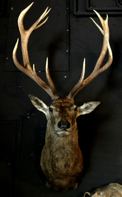 Imposing stuffed head of a capital red deer