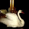 beautiful stuffed swan