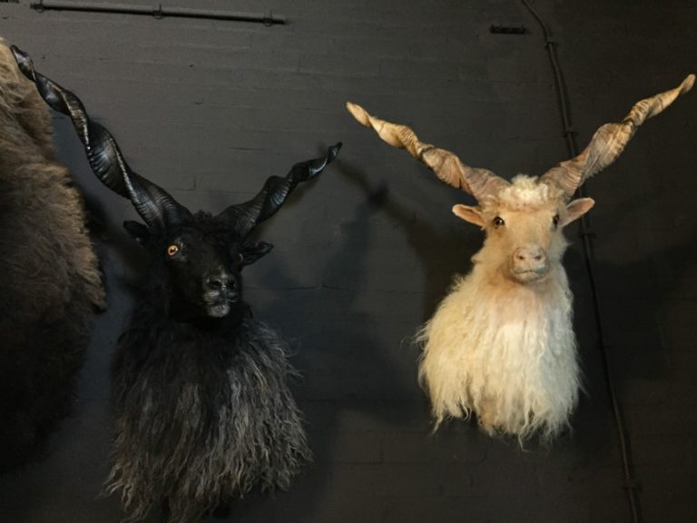 A pair of big Raka sheep shoulder mounts