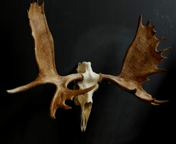 Grote schedel van een Canadese eland.