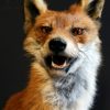 Taxidermy sitting fox