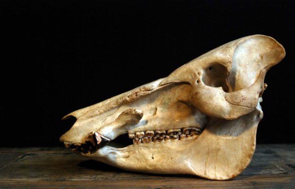 Old skull of an African Bushpig