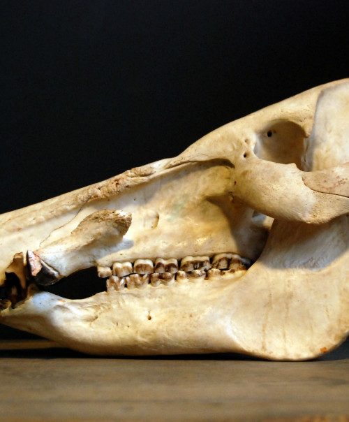 Old skull of an African Bushpig