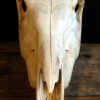 Old Skull / study model of a horse.