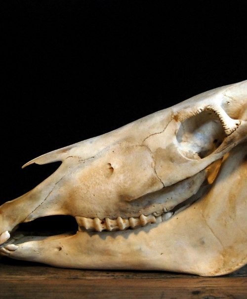 Old Skull / study model of a horse.