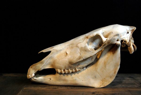 Old Skull / study model of a horse.