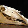 Grote schedel van een Canadese eland.