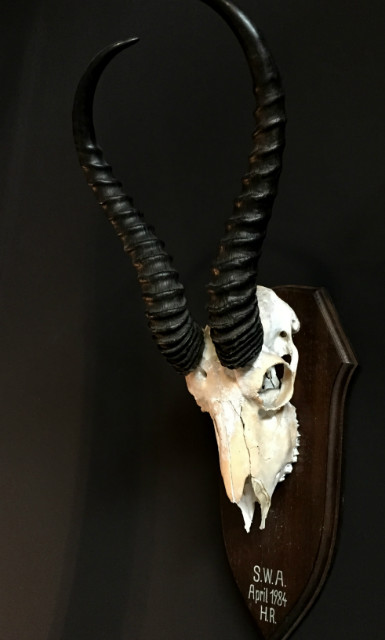 Skull of a springbok