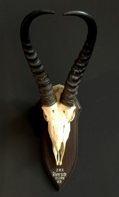 Skull of a springbok.