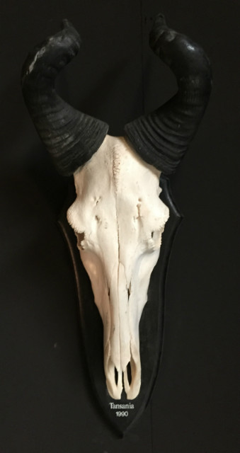Large skull of a Coke hartebeest