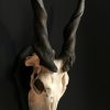Skull of a capital sable antelope