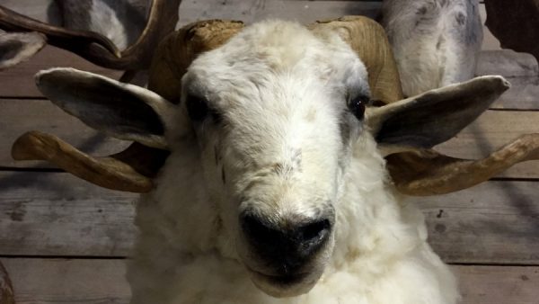 Stuffed head of a large ram
