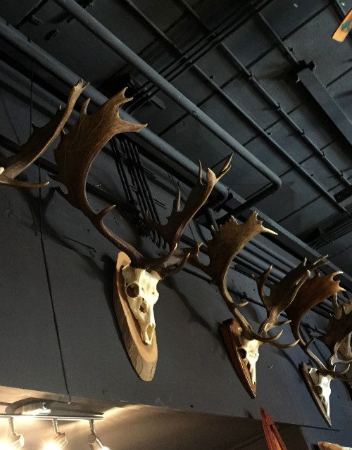 Big Collection capital fallow deer antlers