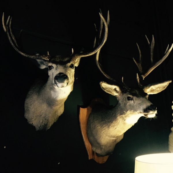 Unique trophy heads of mule- and whitetaildeer