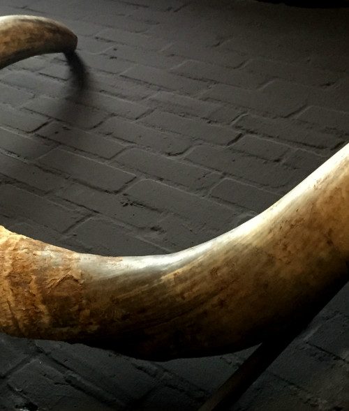 Enormous skull of a Watusi bull.