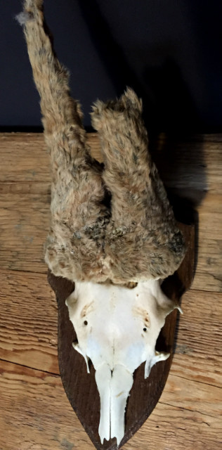 Unique antlers of a roebock