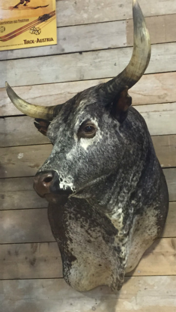 Massive stuffed head of a Nguni Bull.