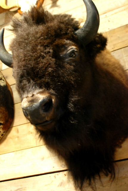 Zeer imposante opgezette bizon kop