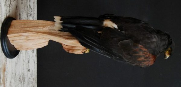 Graceful stuffed Harris hawk