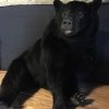 Zeer mooie opgezette zwarte beer