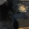 Zeer mooie opgezette zwarte beer
