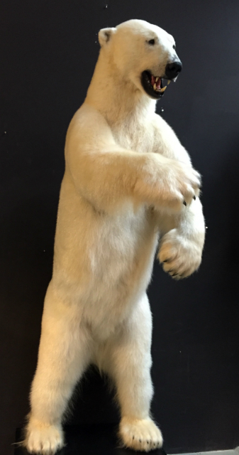 Thuisland naaimachine hoofd Zeer grote opgezette ijsbeer - BEAST Interiors