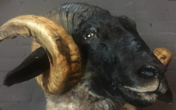 Mounted head of a very large ram