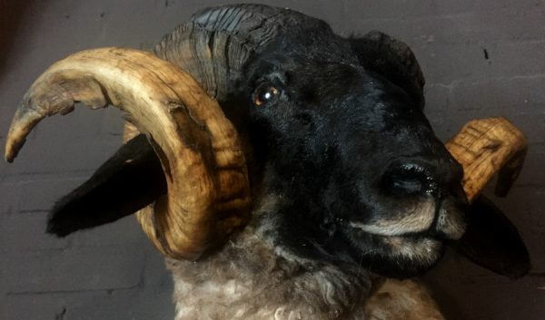 Mounted head of a very large ram