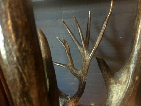 Hunting trophy of an American mule deer