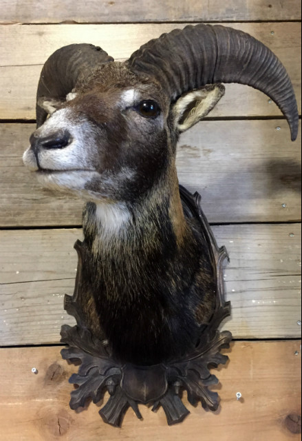 Stuffed head of a young mouflon ram