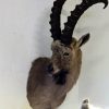 Recently stuffed ibex