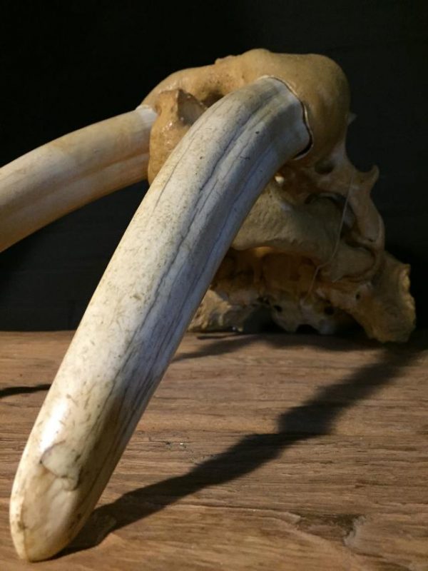 Bijzondere oude walrus schedel