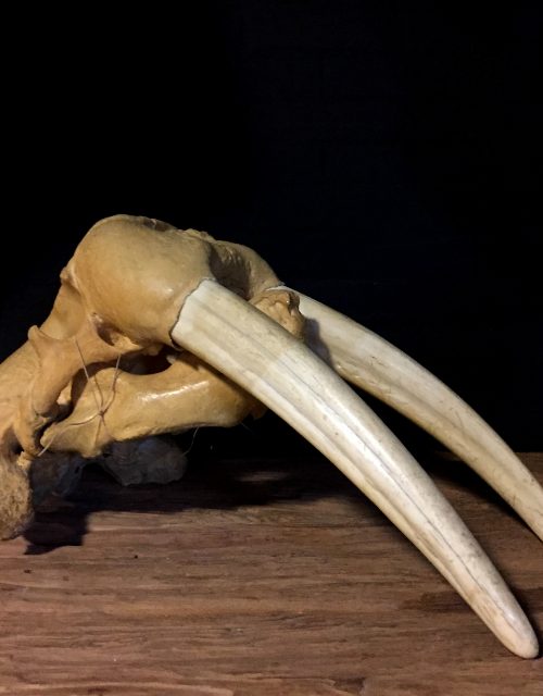 Particular old walrus skull